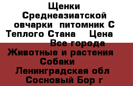 Щенки Среднеазиатской овчарки (питомник С Теплого Стана) › Цена ­ 20 000 - Все города Животные и растения » Собаки   . Ленинградская обл.,Сосновый Бор г.